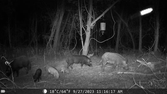 Sentinel Night Vision Trail Camera